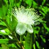 Myrtus-communis-----Common-Mytrtle.jpg