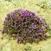 Thymus-integer-----Thyme.jpg