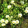 Cistus_salviifolius_-plant-.jpg