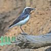 Cyprus-Wheatear-3-M-Gore-.jpg