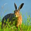 lagos_Lepus_europaeus_-Uitkerke-.jpg