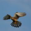 kestrel-male-Jane-Stylianou.jpg