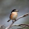 Masked-Shrike-M-Gore-.jpg